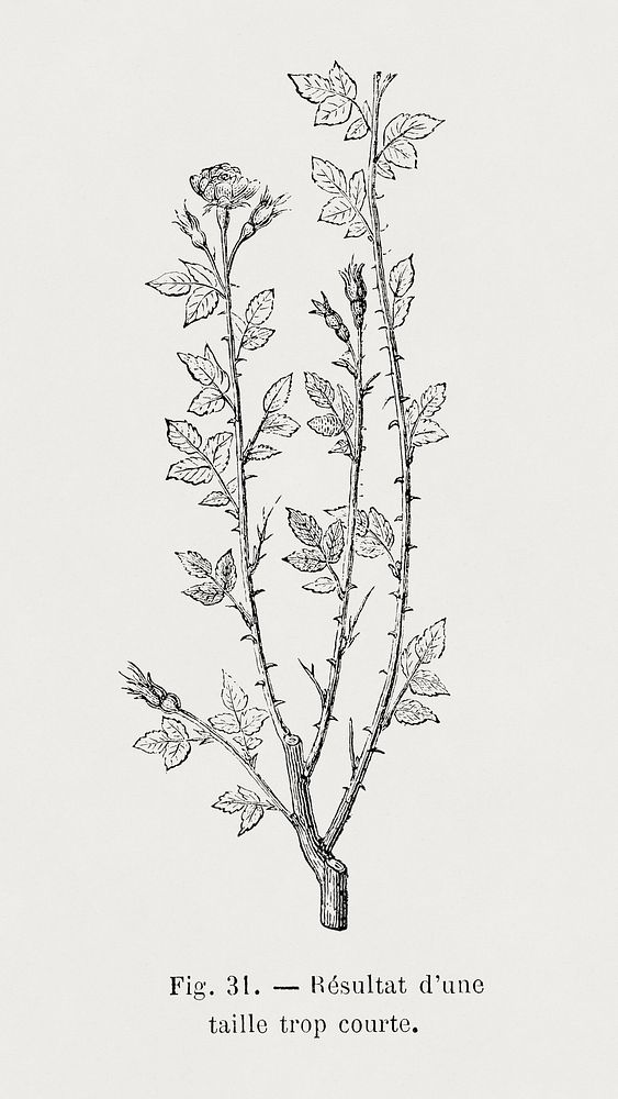 Result of a short pruning, botanical illustration by Fran&ccedil;ois-Fr&eacute;d&eacute;ric Grobon. Public domain image from…