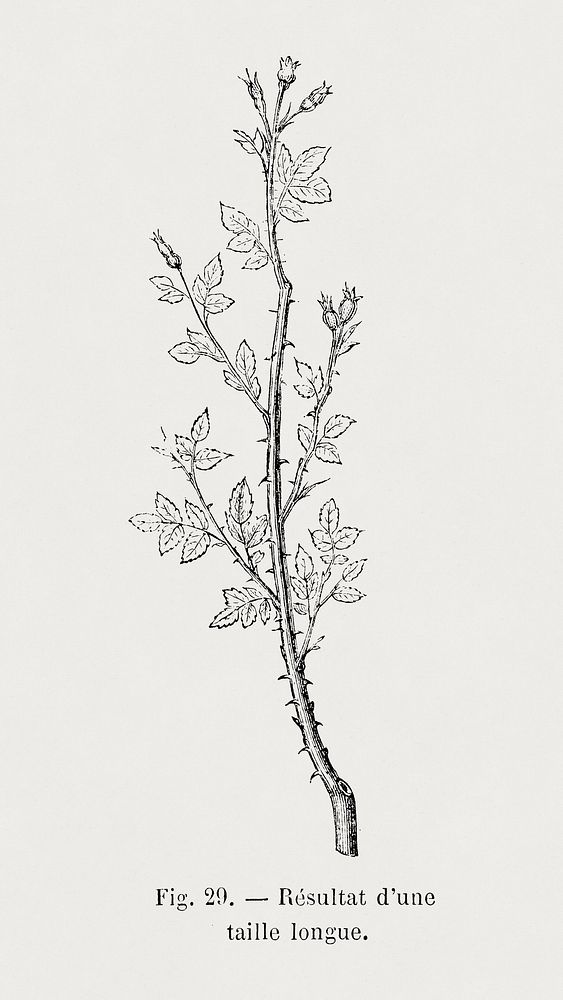 Result of a long pruning, botanical illustration by Fran&ccedil;ois-Fr&eacute;d&eacute;ric Grobon. Public domain image from…