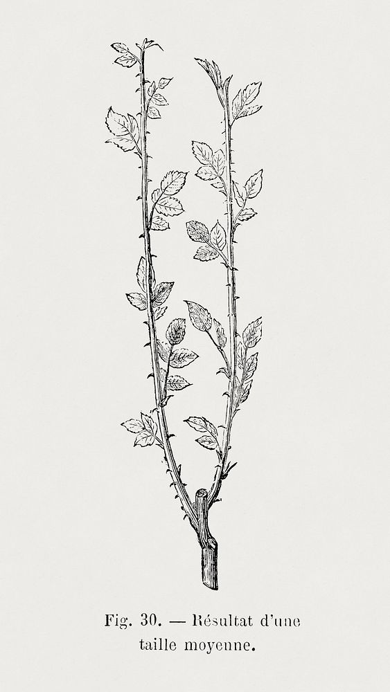 Result of a rose branch in average size, botanical illustration by Fran&ccedil;ois-Fr&eacute;d&eacute;ric Grobon. Public…