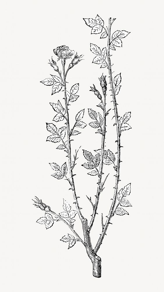 Vintage rose branches, black & white flower illustration by François-Frédéric Grobon. Remixed by rawpixel.