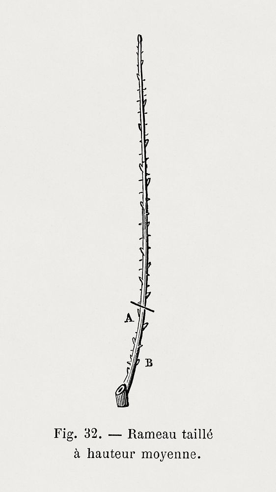 Rose branch, vintage botanical illustration by Fran&ccedil;ois-Fr&eacute;d&eacute;ric Grobon. Public domain image from our…