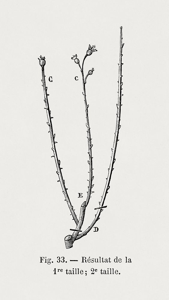 Rose branches, vintage botanical illustration by Fran&ccedil;ois-Fr&eacute;d&eacute;ric Grobon. Public domain image from our…