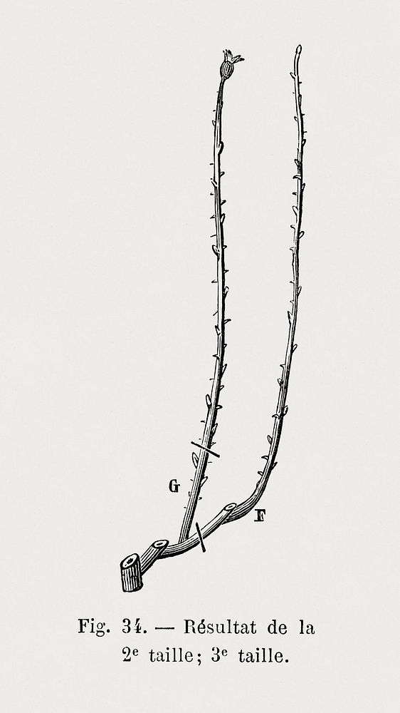 Rose branches, vintage botanical illustration by Fran&ccedil;ois-Fr&eacute;d&eacute;ric Grobon. Public domain image from our…