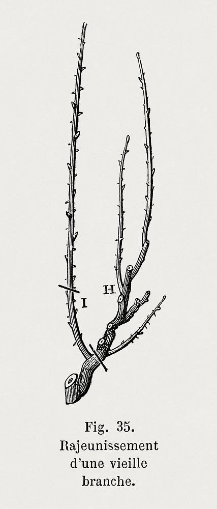 Rejuvenation of an old branch rose, vintage botanical illustration by Fran&ccedil;ois-Fr&eacute;d&eacute;ric Grobon. Public…