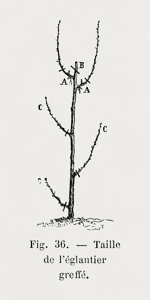 Pruning of the grafted rosehip, vintage botanical illustration by Fran&ccedil;ois-Fr&eacute;d&eacute;ric Grobon. Public…