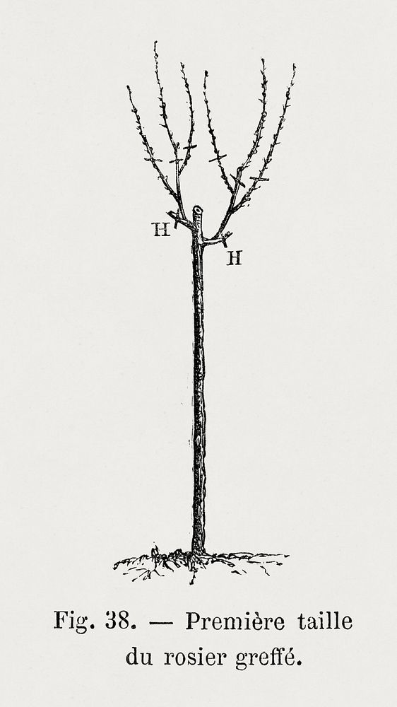 Pruning of rose, vintage gardening illustration by Fran&ccedil;ois-Fr&eacute;d&eacute;ric Grobon. Public domain image from…