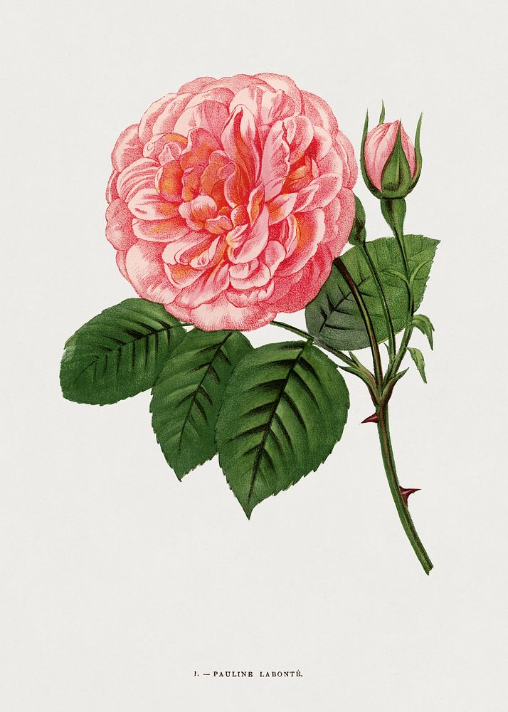 Pauline Labont&eacute; rose, vintage flower illustration by Fran&ccedil;ois-Fr&eacute;d&eacute;ric Grobon. Public domain…