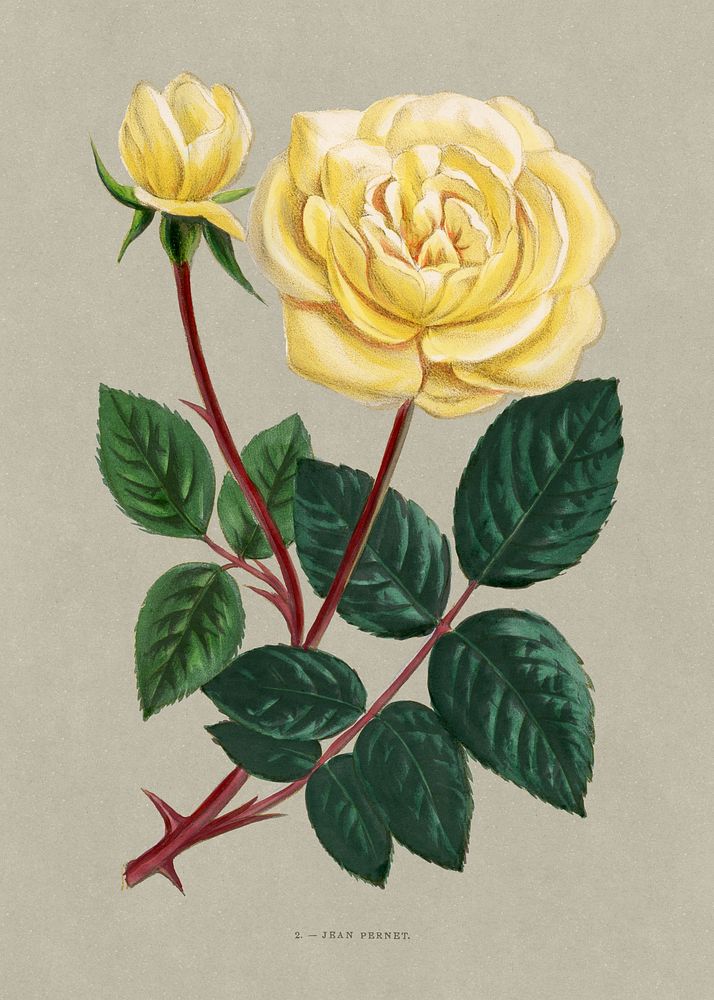 Jean Pernet rose, vintage flower illustration by François-Frédéric Grobon. Public domain image from our own 1873 edition…