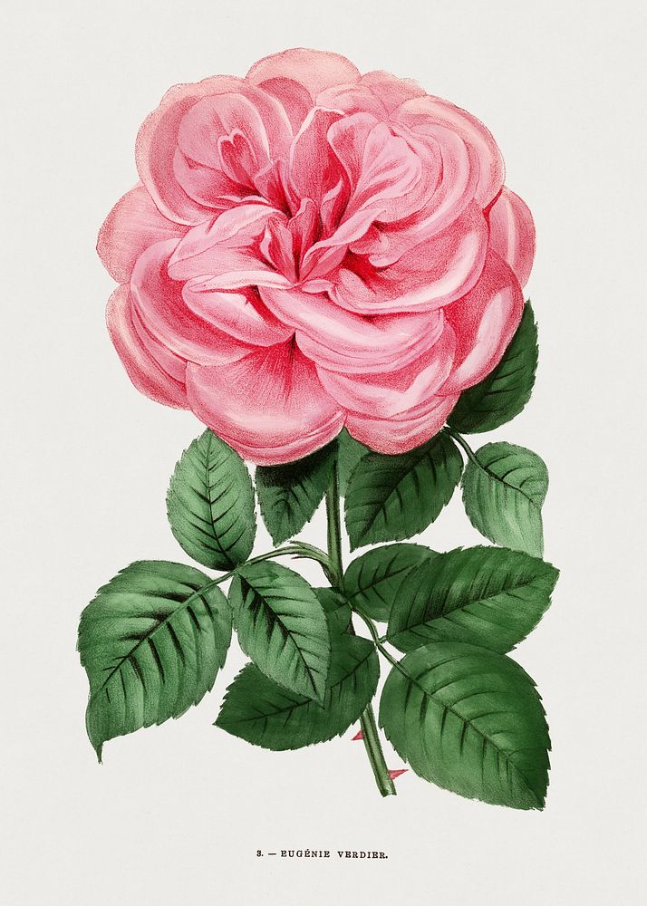 Eugénie Verdier rose, vintage flower illustration by François-Frédéric Grobon. Public domain image from our own 1873 edition…