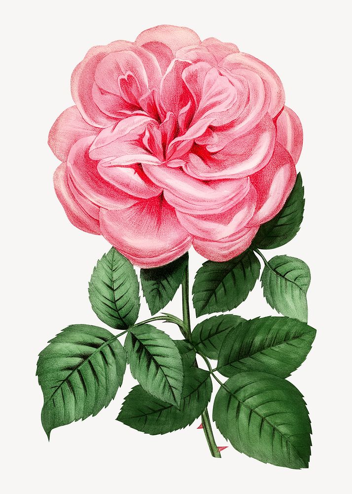 Pink rose, vintage French flower illustration by François-Frédéric Grobon. Remixed by rawpixel.