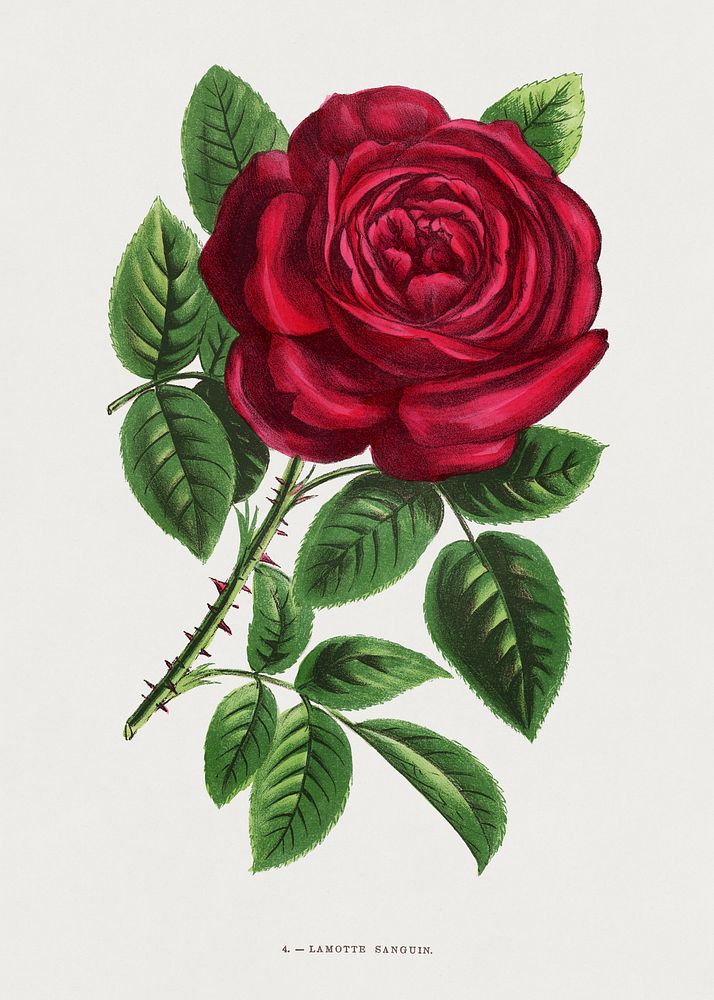 Lamotte Sanguin rose, vintage flower illustration by Fran&ccedil;ois-Fr&eacute;d&eacute;ric Grobon. Public domain image from…