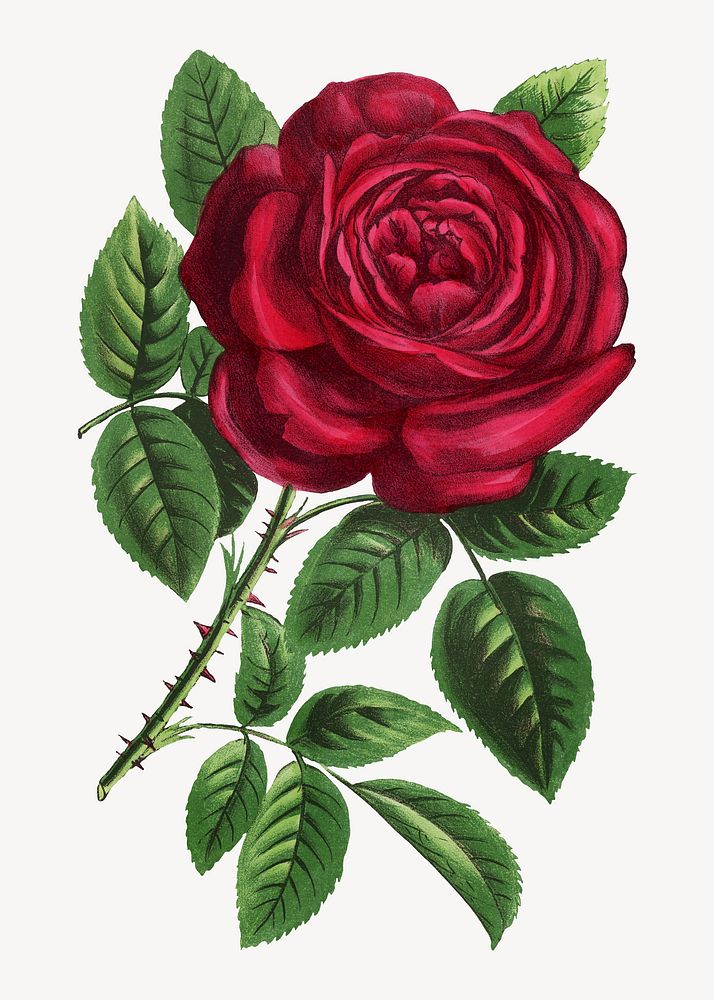 Red rose, vintage French flower illustration by François-Frédéric Grobon. Remixed by rawpixel.