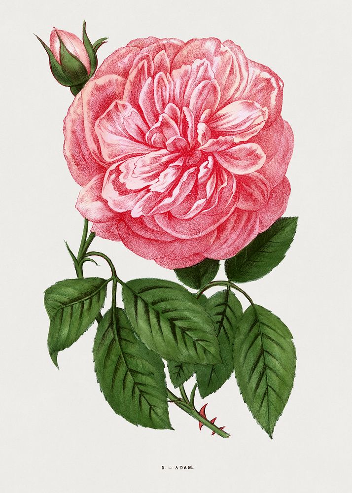 Adam rose, vintage flower illustration by Fran&ccedil;ois-Fr&eacute;d&eacute;ric Grobon. Public domain image from our own…