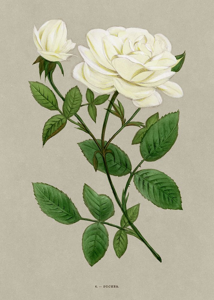 Ducher rose, vintage flower illustration by Fran&ccedil;ois-Fr&eacute;d&eacute;ric Grobon. Public domain image from our own…