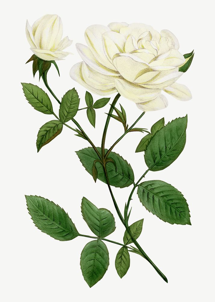 White rose, vintage French flower collage element psd  by François-Frédéric Grobon. Remixed by rawpixel.