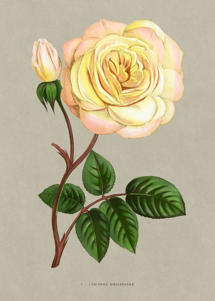 Adrienne Christophe rose, vintage flower illustration by Fran&ccedil;ois-Fr&eacute;d&eacute;ric Grobon. Public domain image…
