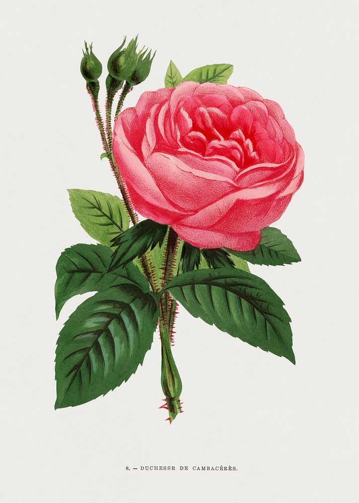 Duchesse of Cambac&eacute;r&egrave;s rose, vintage flower illustration by Fran&ccedil;ois-Fr&eacute;d&eacute;ric Grobon.…