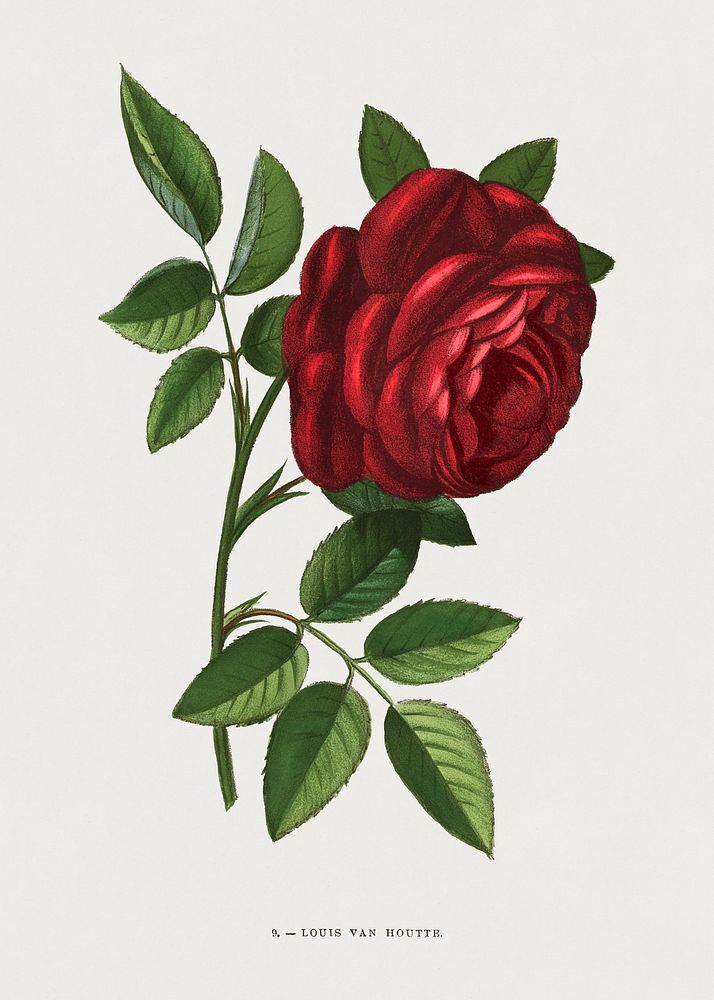 Louis Van Houtte rose, vintage flower illustration by Fran&ccedil;ois-Fr&eacute;d&eacute;ric Grobon. Public domain image…