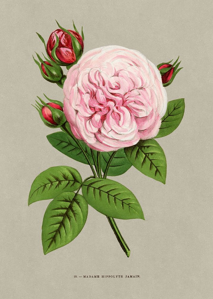 Madame Hippolyte Jamain rose, vintage flower illustration by Fran&ccedil;ois-Fr&eacute;d&eacute;ric Grobon. Public domain…