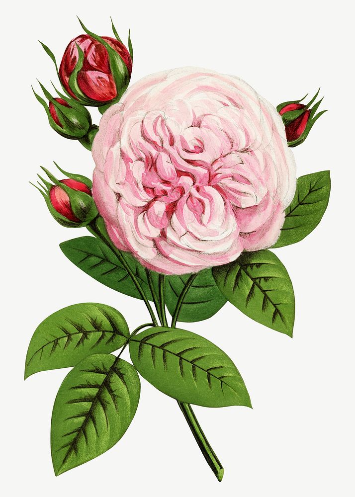 Pink rose, French flower vintage collage element psd  by François-Frédéric Grobon. Remixed by rawpixel.