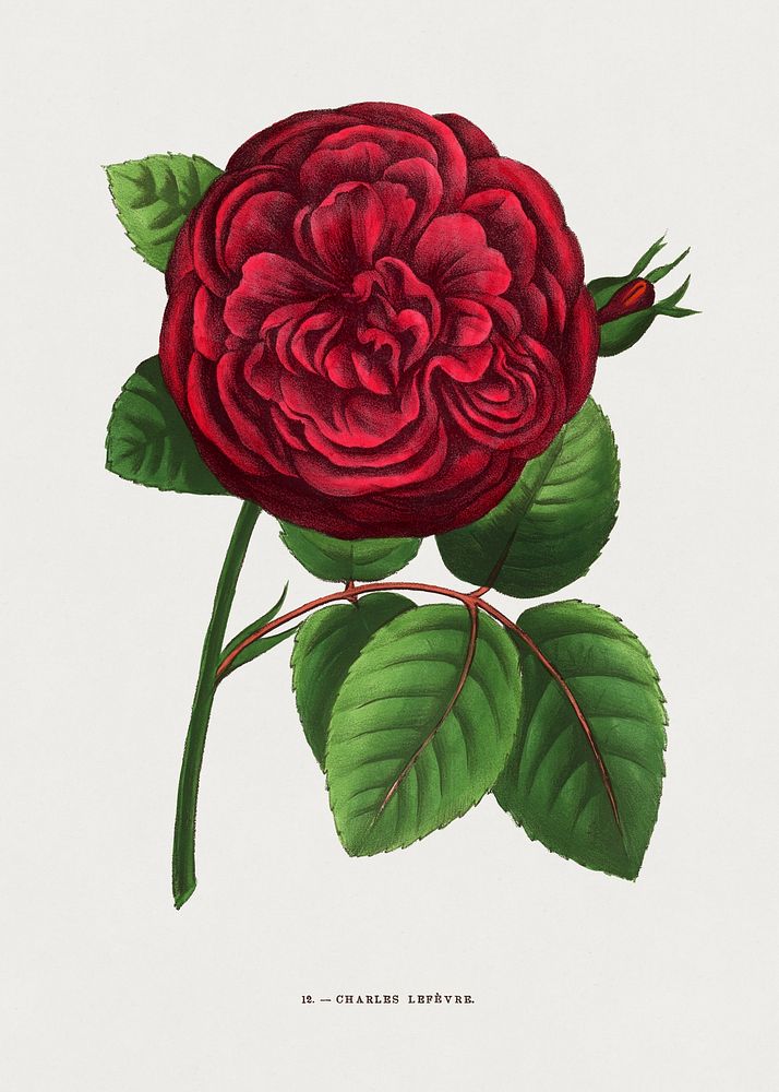 Charles Lefevre rose, vintage flower illustration by Fran&ccedil;ois-Fr&eacute;d&eacute;ric Grobon. Public domain image from…