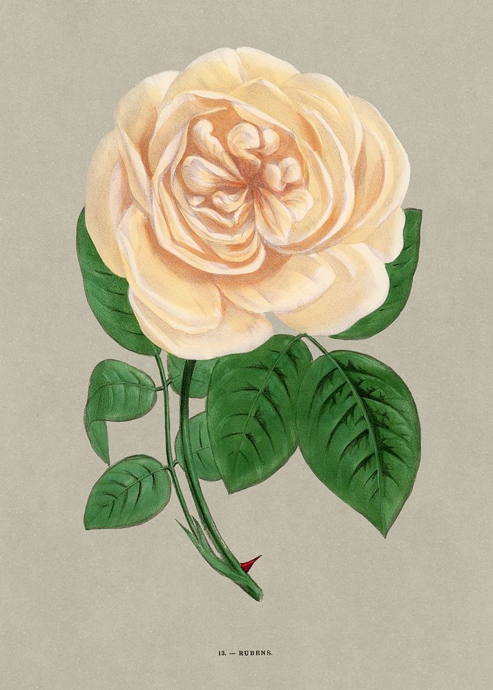 Rubens rose, vintage flower illustration by Fran&ccedil;ois-Fr&eacute;d&eacute;ric Grobon. Public domain image from our own…