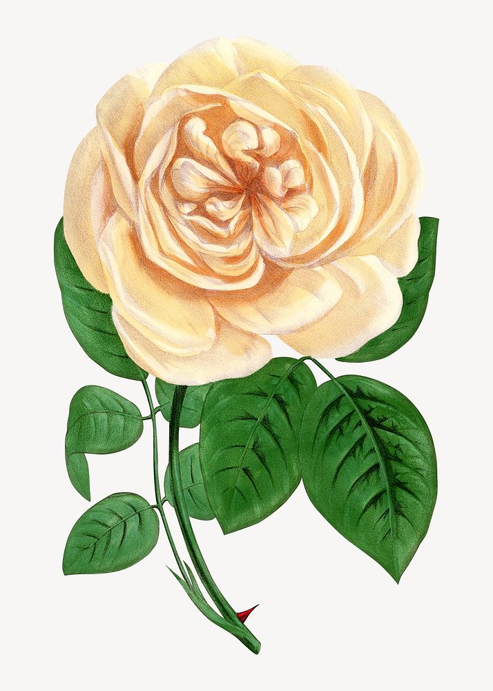 Beige rose, French flower vintage illustration by François-Frédéric Grobon. Remixed by rawpixel.