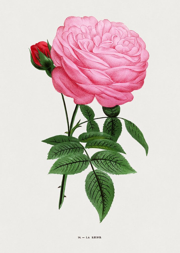 The Queen rose, vintage flower illustration by Fran&ccedil;ois-Fr&eacute;d&eacute;ric Grobon. Public domain image from our…