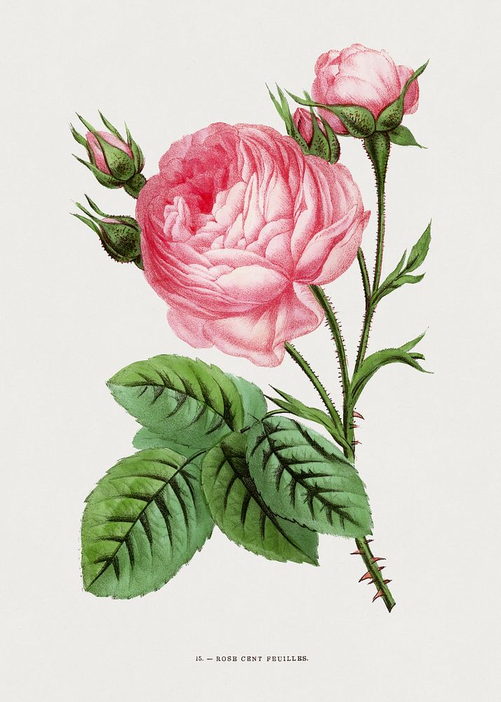 Hundred Leaves Rose, vintage flower illustration by Fran&ccedil;ois-Fr&eacute;d&eacute;ric Grobon. Public domain image from…