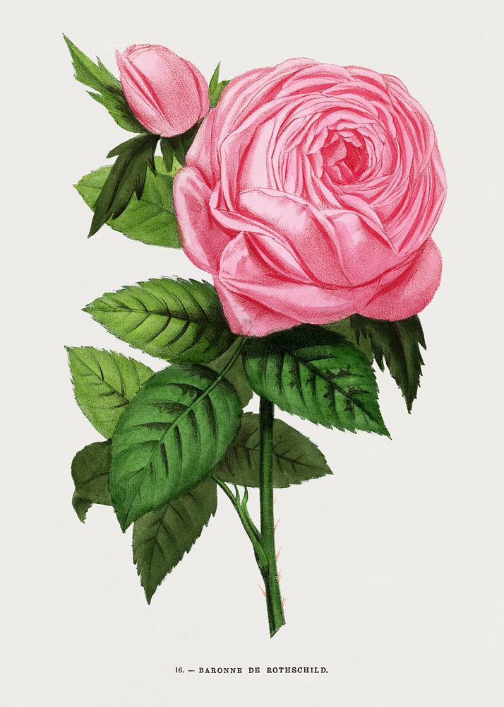 Baroness of Rothschild rose, vintage flower illustration by Fran&ccedil;ois-Fr&eacute;d&eacute;ric Grobon. Public domain…