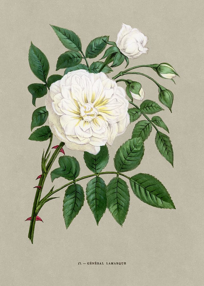 General Lamarque (Rosa Lamarque) rose, vintage flower illustration by Fran&ccedil;ois-Fr&eacute;d&eacute;ric Grobon. Public…