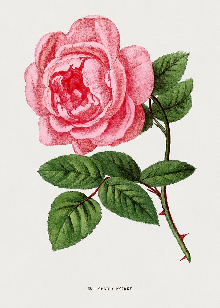 Celina Noirey rose, vintage flower illustration by Fran&ccedil;ois-Fr&eacute;d&eacute;ric Grobon. Public domain image from…
