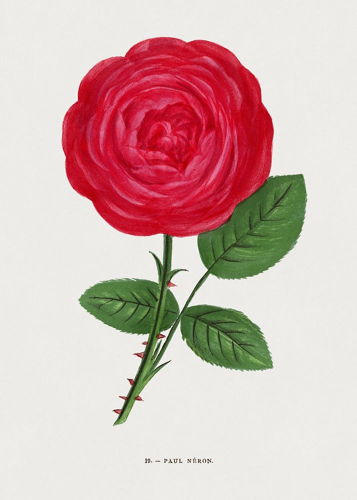 Paul Neron (Rosa Paul Neyron) rose, vintage flower illustration by Fran&ccedil;ois-Fr&eacute;d&eacute;ric Grobon. Public…