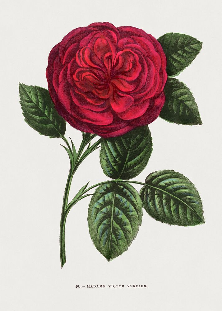Madame Victor Verdier (Rosa Madame Victor Verdier) rose, vintage flower illustration by Fran&ccedil;ois…