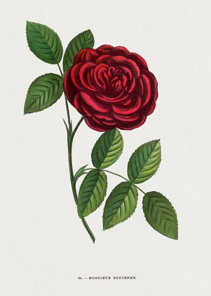 Mr Boncenne rose, vintage flower illustration by Fran&ccedil;ois-Fr&eacute;d&eacute;ric Grobon. Public domain image from our…