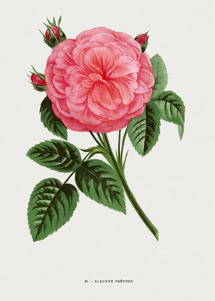 Baroness Prevost rose (Rosa Baronne Prevost), vintage flower illustration by Fran&ccedil;ois-Fr&eacute;d&eacute;ric Grobon.…