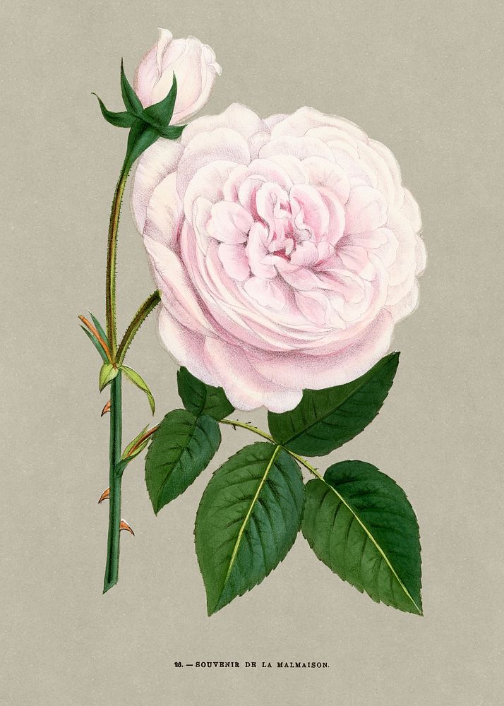 Souvenir of the Malmaison rose, vintage flower illustration by Fran&ccedil;ois-Fr&eacute;d&eacute;ric Grobon. Public domain…