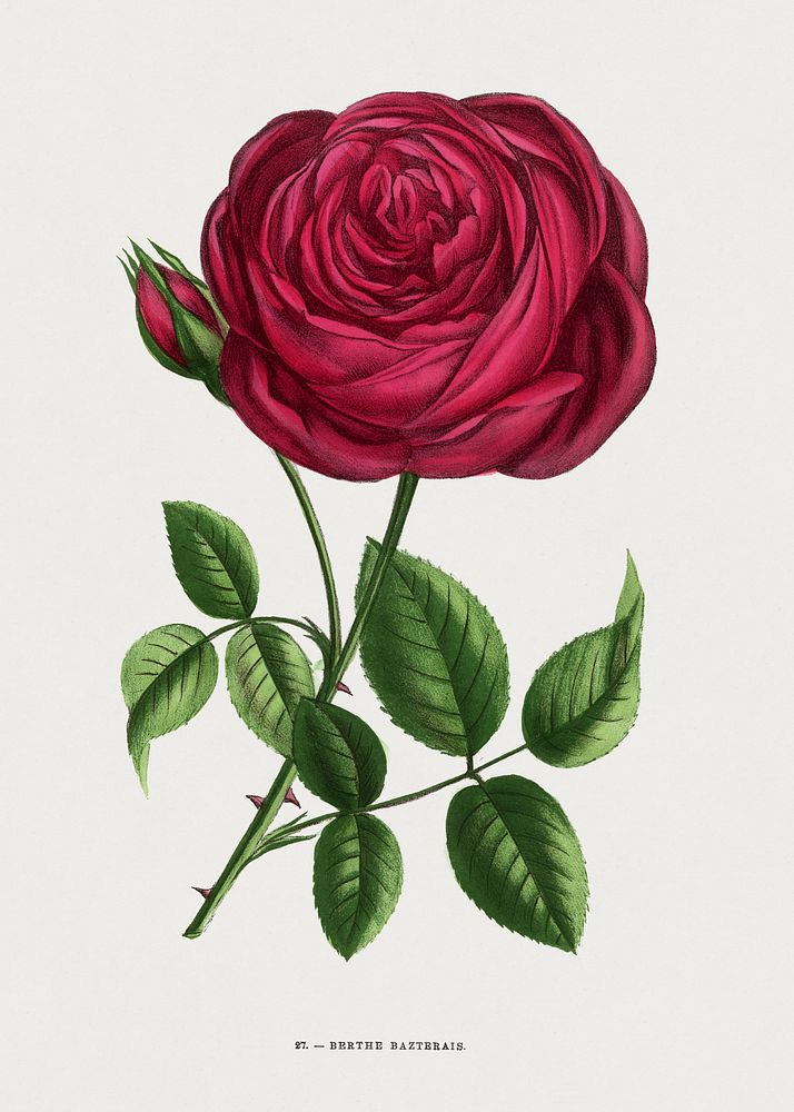 Berthe Bazterais rose, vintage flower illustration by Fran&ccedil;ois-Fr&eacute;d&eacute;ric Grobon. Public domain image…
