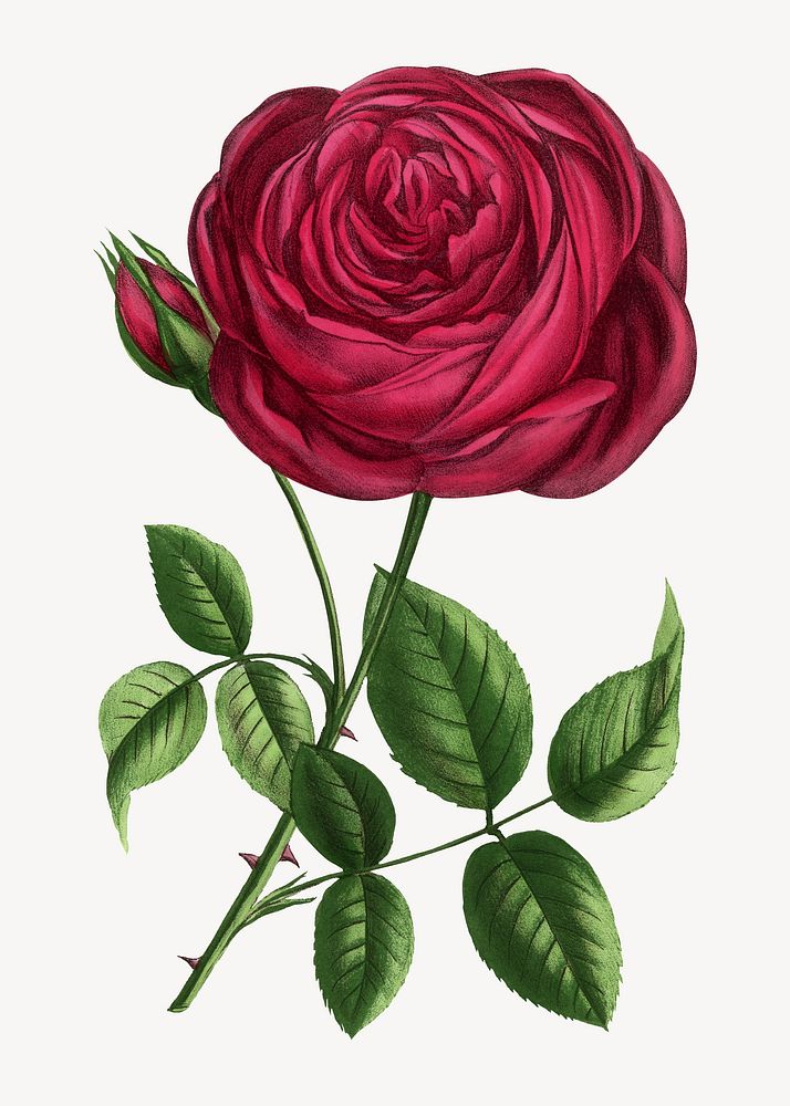 Red rose, French flower vintage illustration by François-Frédéric Grobon. Remixed by rawpixel.