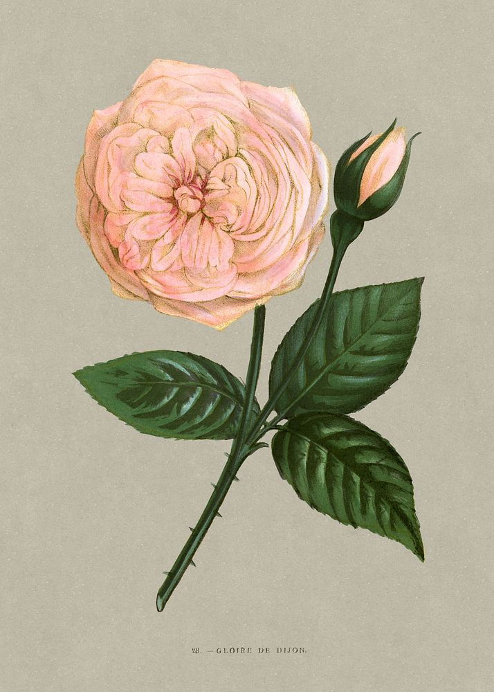 Glory of Dijon rose, vintage flower illustration by Fran&ccedil;ois-Fr&eacute;d&eacute;ric Grobon. Public domain image from…
