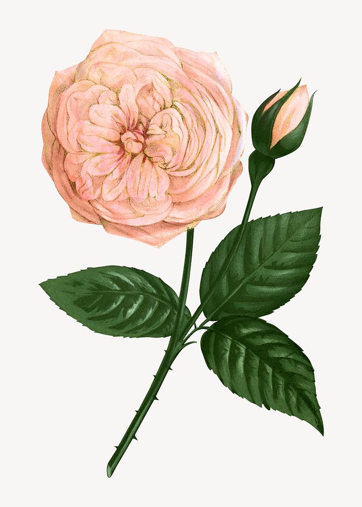 Pastel pink rose, French flower vintage illustration by François-Frédéric Grobon. Remixed by rawpixel.