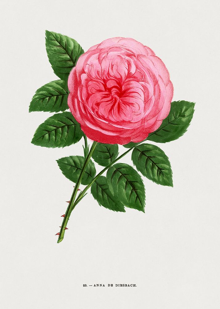 Anna of Diesbach rose, vintage flower illustration by Fran&ccedil;ois-Fr&eacute;d&eacute;ric Grobon. Public domain image…