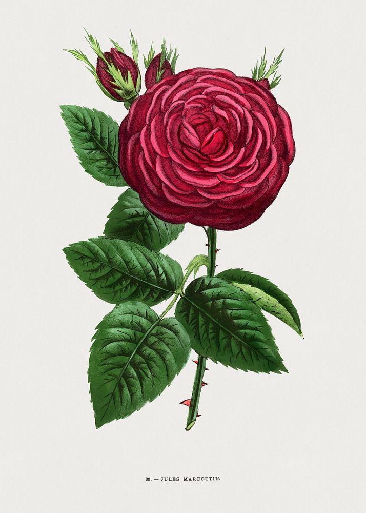 Jules Margottin (Rosa Jules Margottin) rose, vintage flower illustration by Fran&ccedil;ois-Fr&eacute;d&eacute;ric Grobon.…