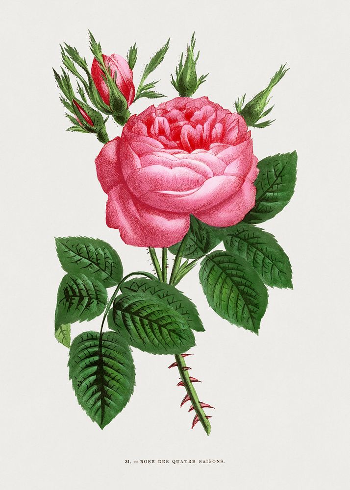 Four Seasons Rose, vintage flower illustration by Fran&ccedil;ois-Fr&eacute;d&eacute;ric Grobon. Public domain image from…