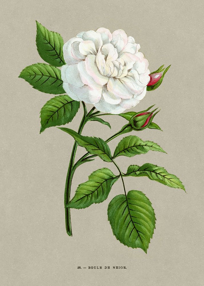 Snowball rose, vintage flower illustration by François-Frédéric Grobon. Public domain image from our own 1873 edition…