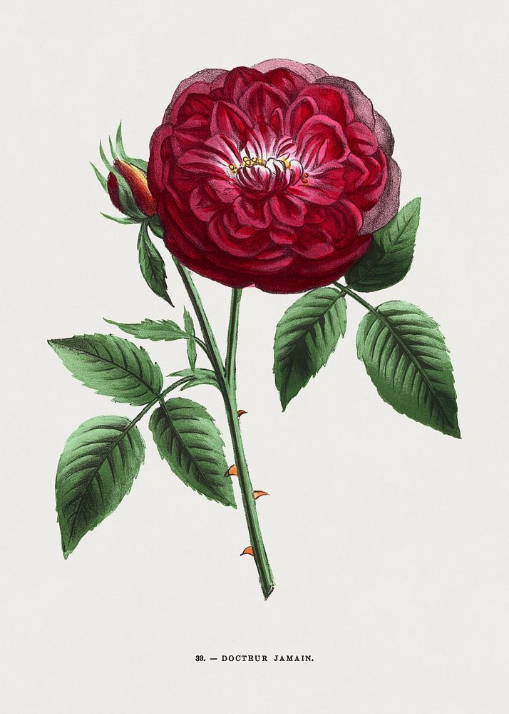 Doctor Jamain rose, vintage flower illustration by François-Frédéric Grobon. Public domain image from our own 1873 edition…