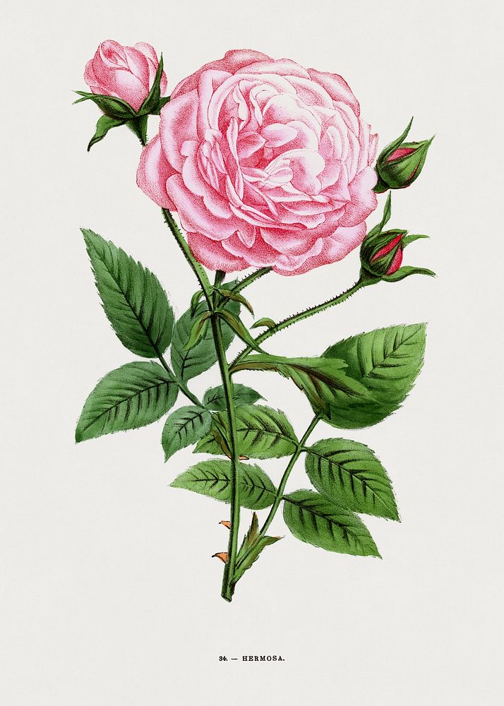 Hermosa rose, vintage flower illustration by Fran&ccedil;ois-Fr&eacute;d&eacute;ric Grobon. Public domain image from our own…