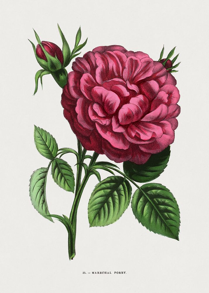 Marechal Forey rose, vintage flower illustration by Fran&ccedil;ois-Fr&eacute;d&eacute;ric Grobon. Public domain image from…