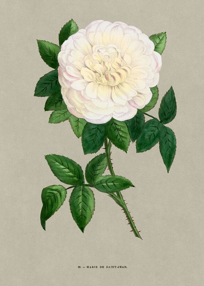 Marie de Saint-Jean rose, vintage flower illustration by Fran&ccedil;ois-Fr&eacute;d&eacute;ric Grobon. Public domain image…