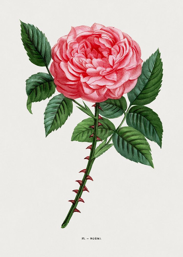 Noemi rose, vintage flower illustration by Fran&ccedil;ois-Fr&eacute;d&eacute;ric Grobon. Public domain image from our own…